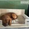 Hout-Art hondenmand van steigerhout met hoge achterwand. Gebruikt hout, nieuw hout, mand, kattenmand, huisdier, luxe, XL.